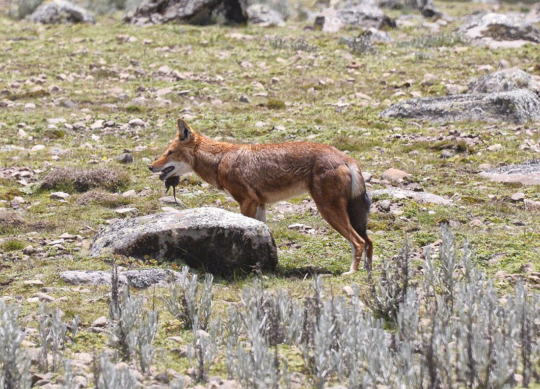 With a catch in the Bale Mountains