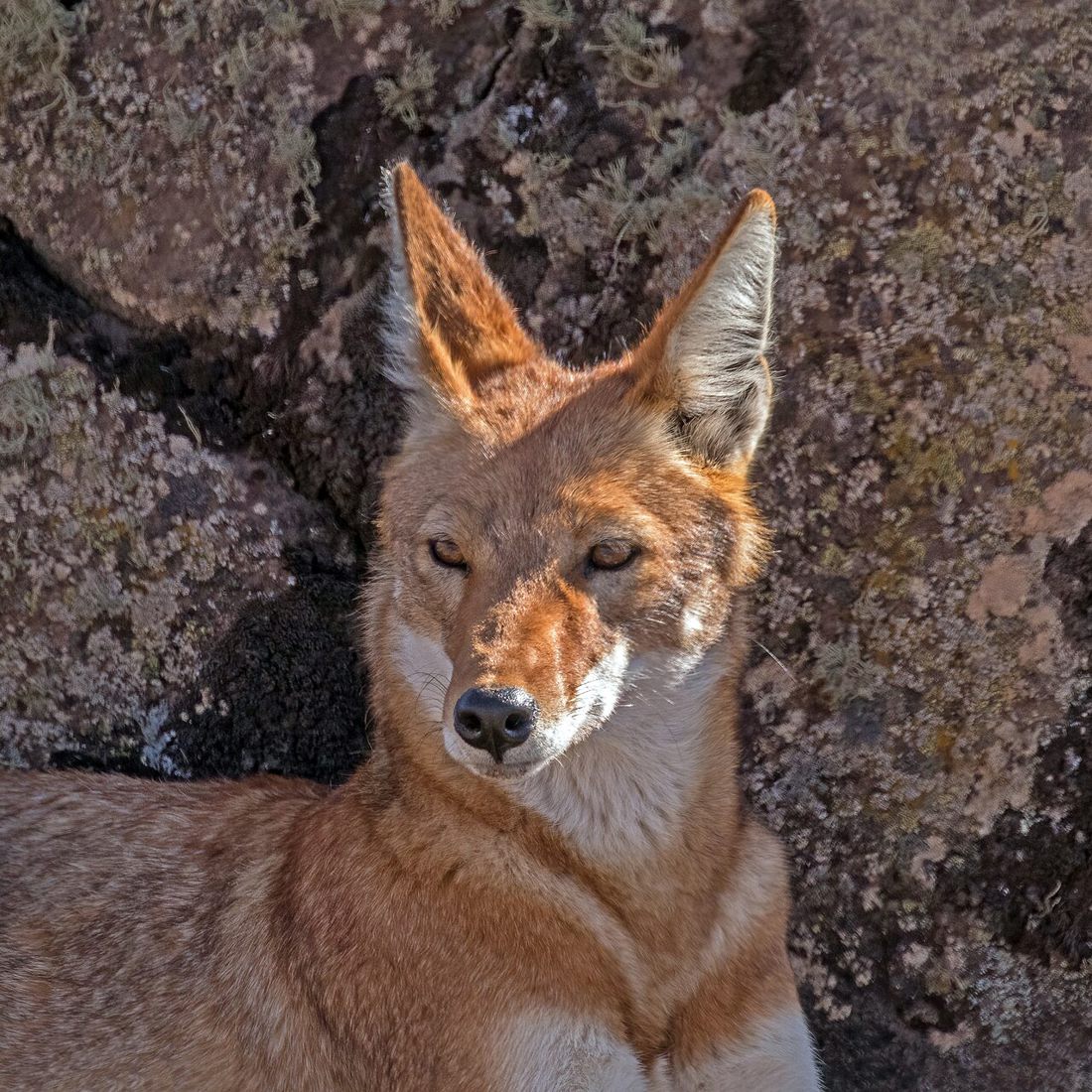 An Ethiopian red fox on the Sanetti Plateau, Bale