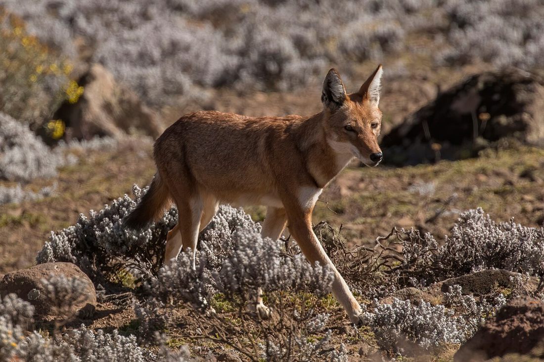 Hunting through the helichrysum on the Sanetti Plateau