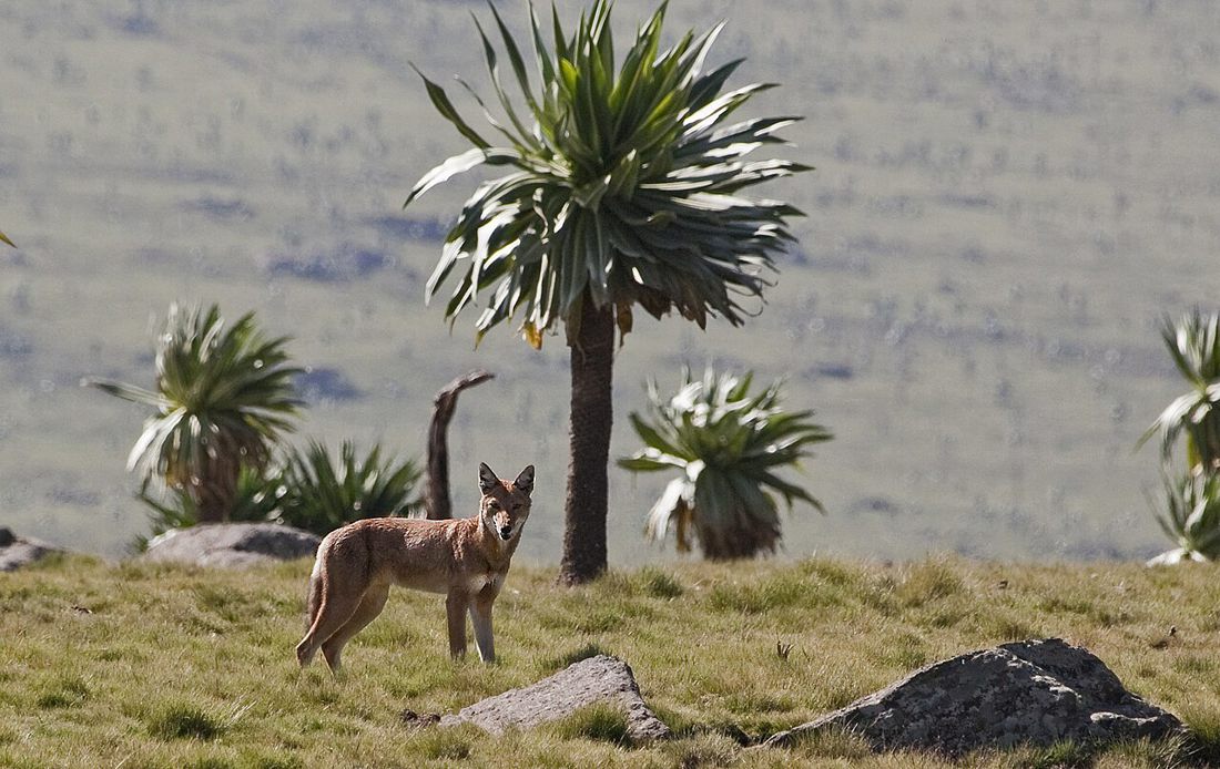 Among giant lobelias in the Simien Mountains